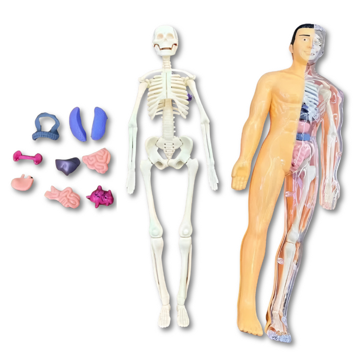 BodyQuest